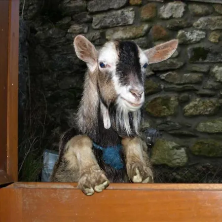 Tatil Evi Turrock Shillelagh