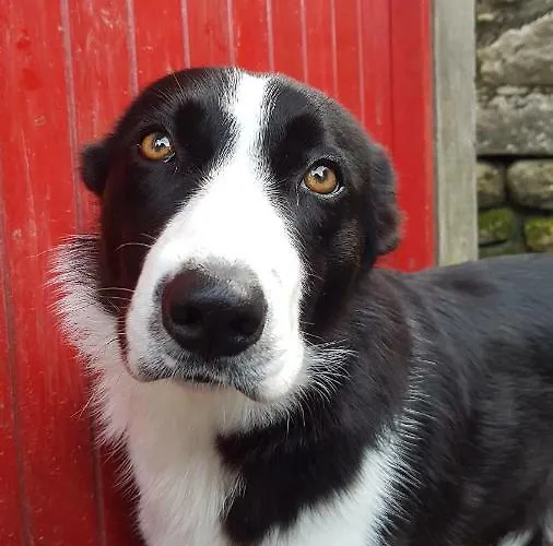 Turrock Дом отдыха Shillelagh