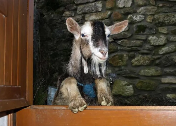 Дом отдыха Turrock Shillelagh